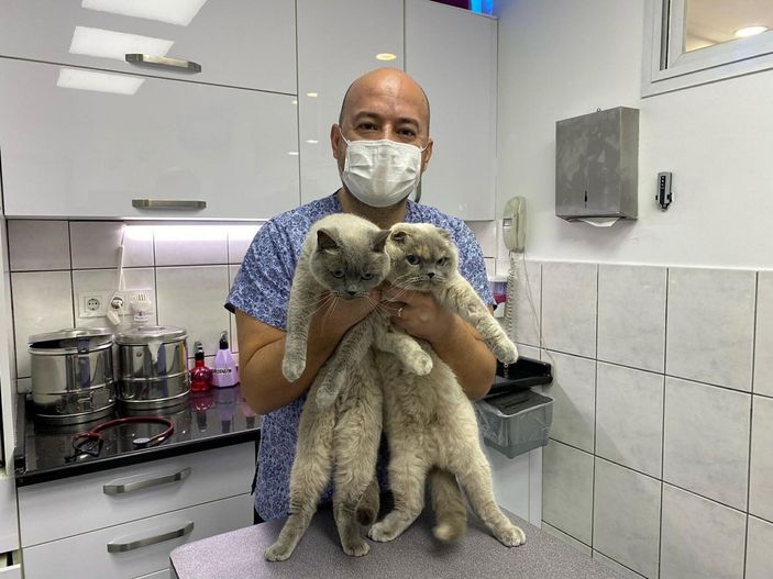 Pandemide evde kalınması kedilerin psikolojisini bozdu, antidepresan kullanımı arttı -1