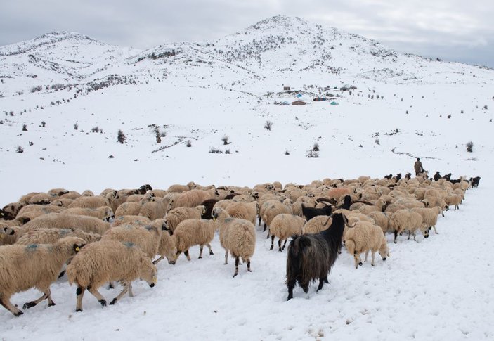 Tunceli'de, çobanların karda zorlu mesaisi -5