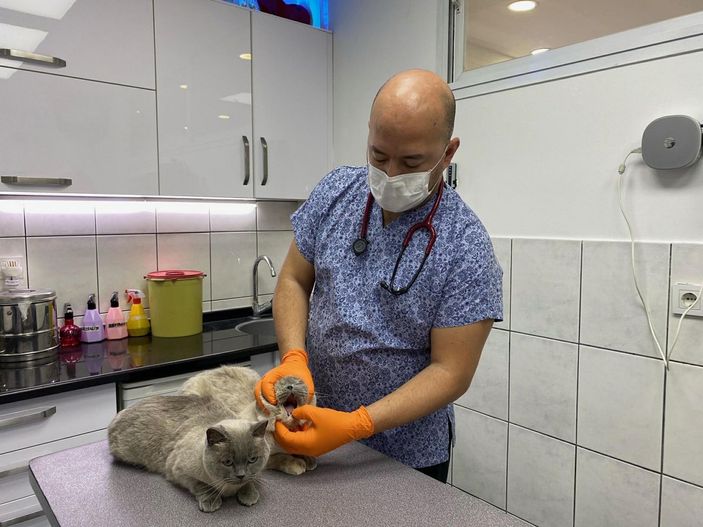 Pandemide evde kalınması kedilerin psikolojisini bozdu, antidepresan kullanımı arttı -8