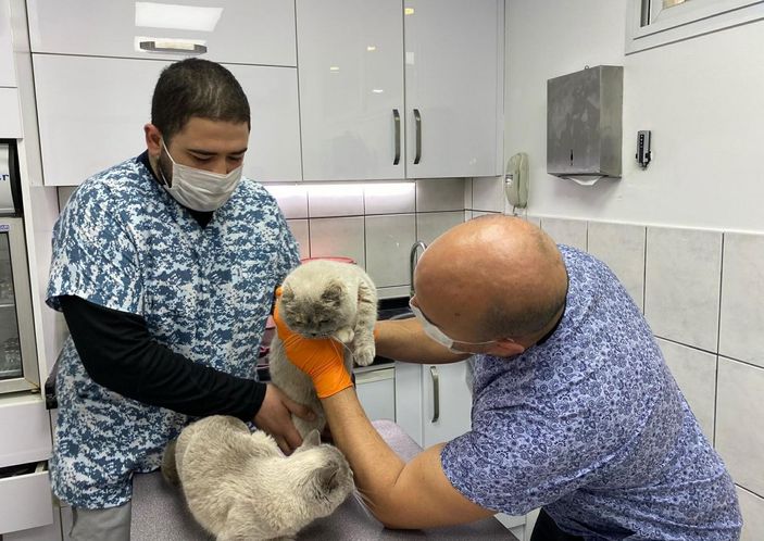 Pandemide evde kalınması kedilerin psikolojisini bozdu, antidepresan kullanımı arttı -3