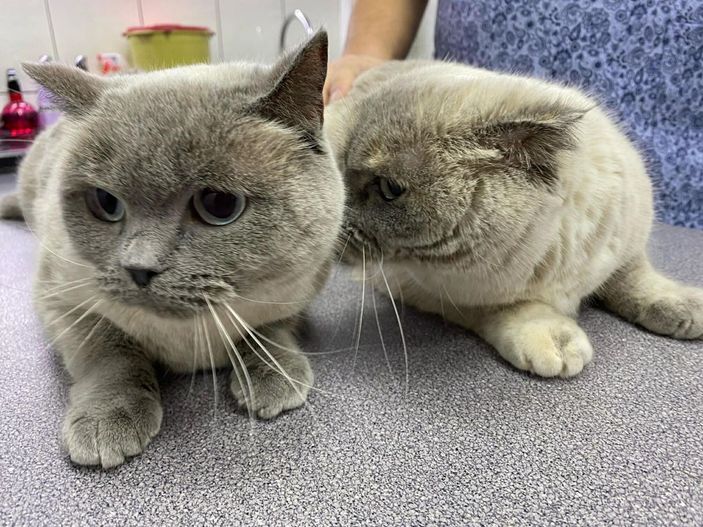 Pandemide evde kalınması kedilerin psikolojisini bozdu, antidepresan kullanımı arttı -2