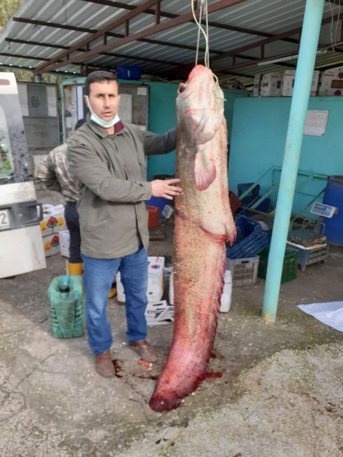 Seyhan Baraj Gölü'nde dev 'yayın balığı' yakaladılar -2