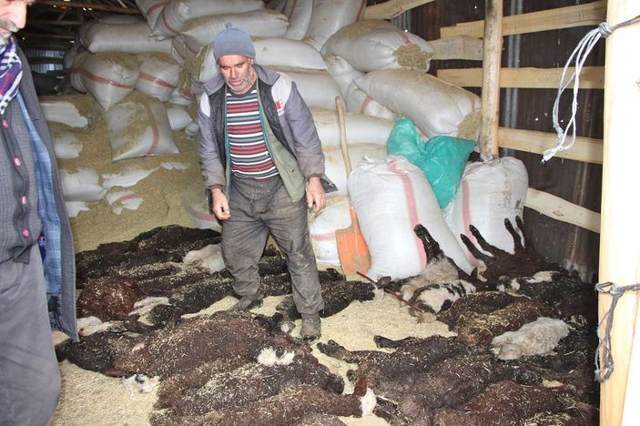 95 kuzusu öldü, 'Yanlış şurup verildi' dedi -2