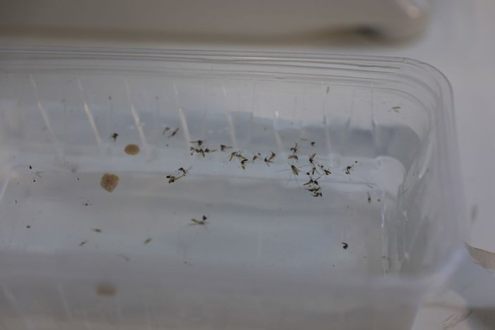 Kuraklık, sivrisinek popülasyonunu artırdı -6