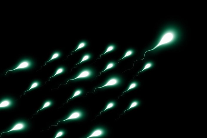 İnsan nesli tehlikede: 2045 yılında sperm sayısı 0 olacak -2