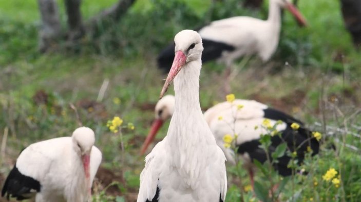 Doğa fotoğrafçısı, Marmara Bölgesi'nde 100'e yakın kuş türünü görüntüledi