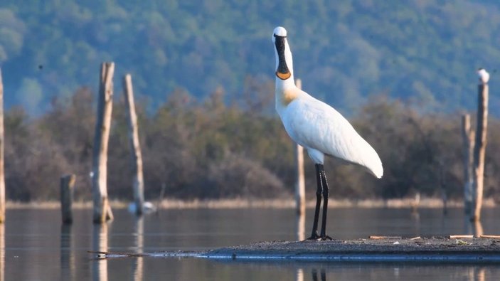 Doğa fotoğrafçısı, Marmara Bölgesi'nde 100'e yakın kuş türünü görüntüledi