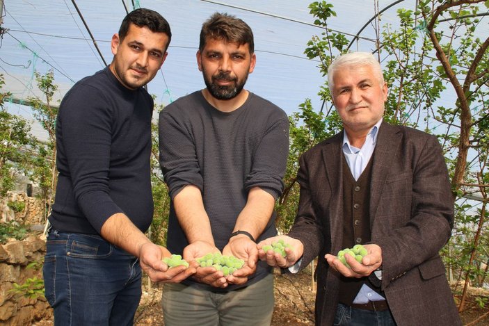 Daha önce yere dökülüyordu, şimdi kilosu 100 TL'den satılıyor -7