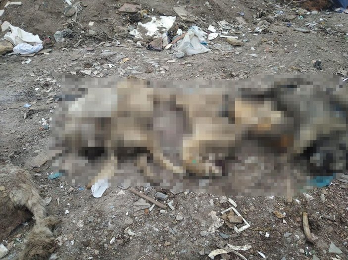 Ankara'da molozların arasında 20 ölü köpek bulundu -2