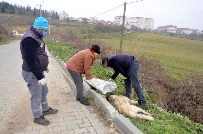 d Sokak köpeğini ayaklarını bağlayıp koydukları çuvalla dereye atarak, öldürdüler -2