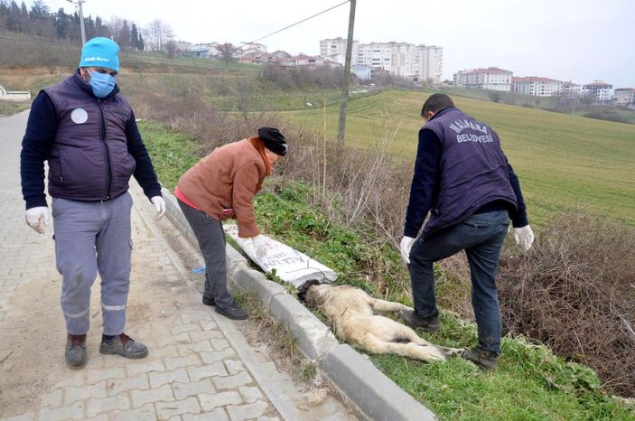 Sokak köpeğini ayaklarını bağlayıp koydukları çuvalla dereye atarak, öldürdüler -7
