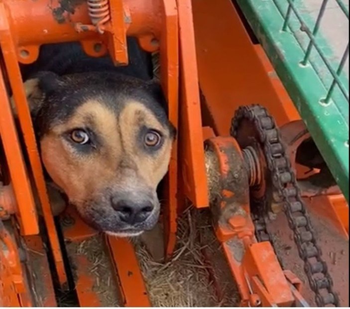 Kırıkkale'de tarım aracına sıkışan köpek kurtarıldı