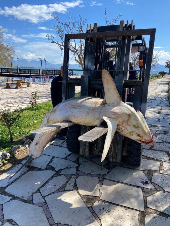 Antalya'da köpek balığı ölüsü sahile vurdu -2