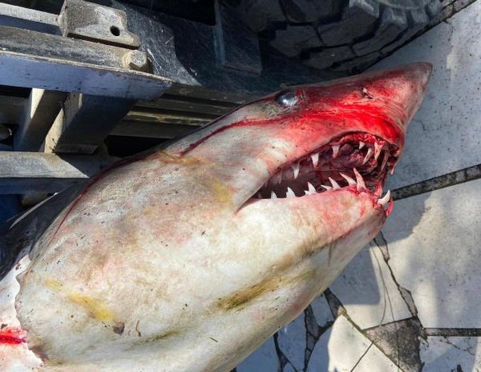 Antalya'da köpek balığı ölüsü sahile vurdu -4