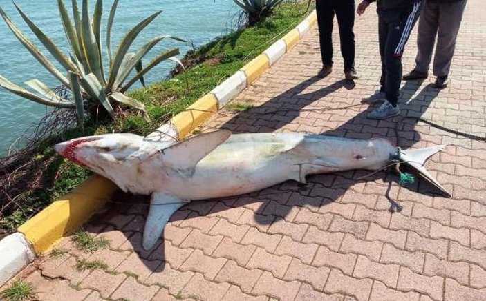Antalya'da köpek balığı ölüsü sahile vurdu -1