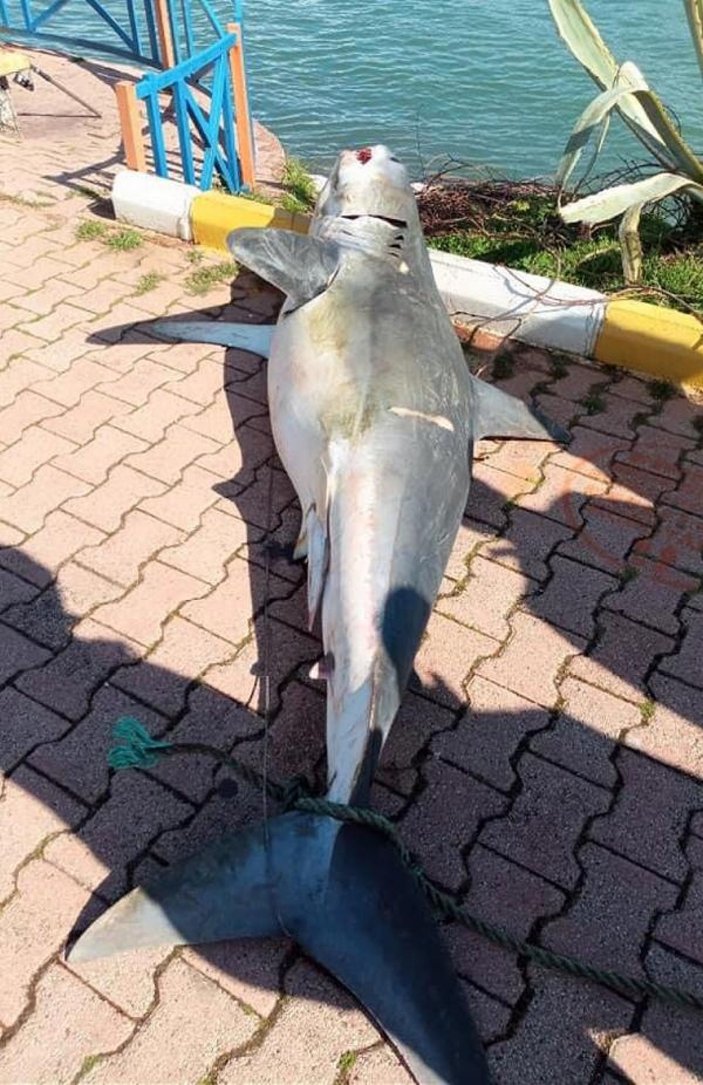 Antalya'da köpek balığı ölüsü sahile vurdu -3