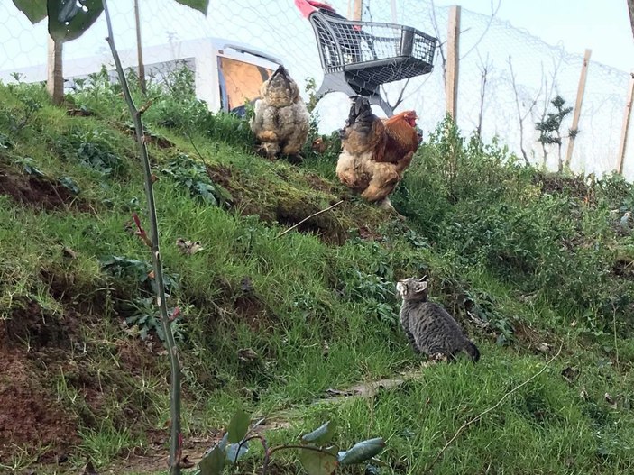 Yavru kedi, horoz ve tavuklarla birlikte kümeste yaşıyor -10