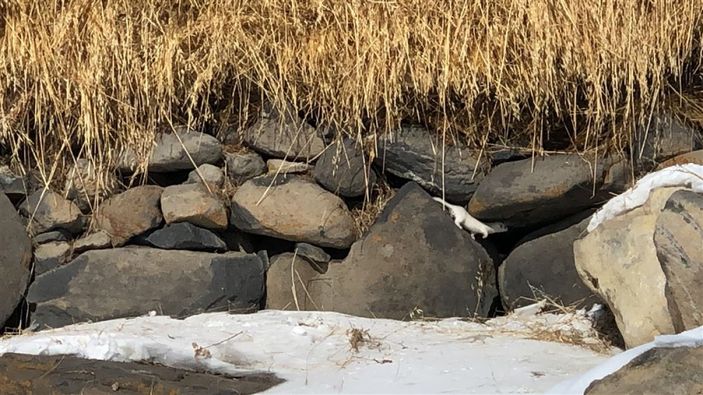 Kars'ta beyaz gelincik görüntülendi -5