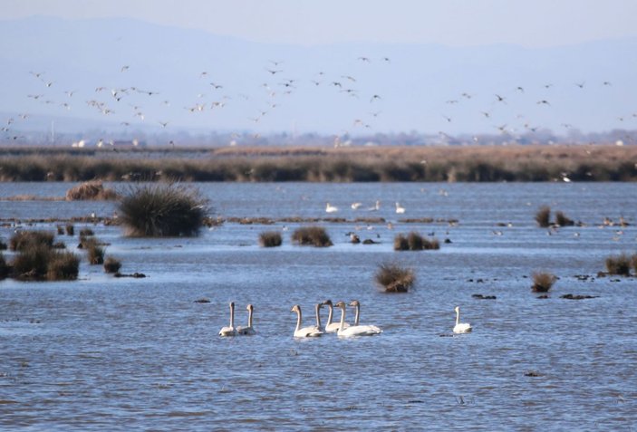 Karadeniz’de, 186 bin 259 su kuşu tespit edildi -4