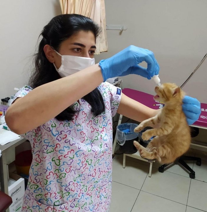 Anne kedi yavrularını doktora getirdi -5