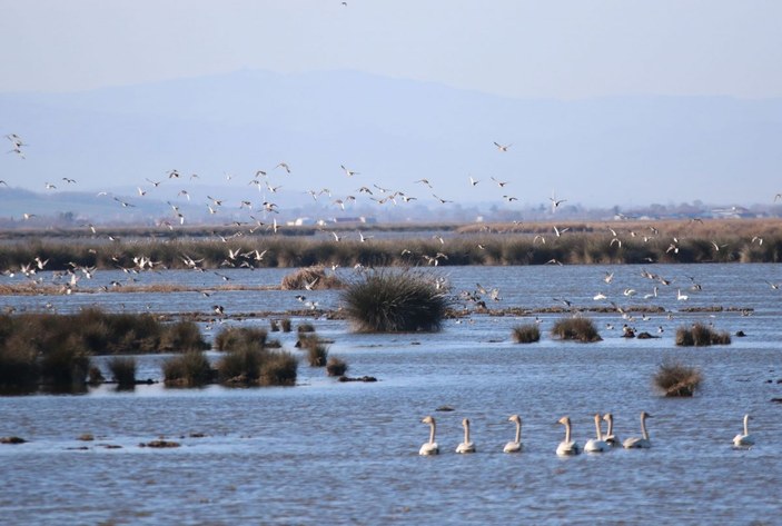 Karadeniz’de, 186 bin 259 su kuşu tespit edildi -6