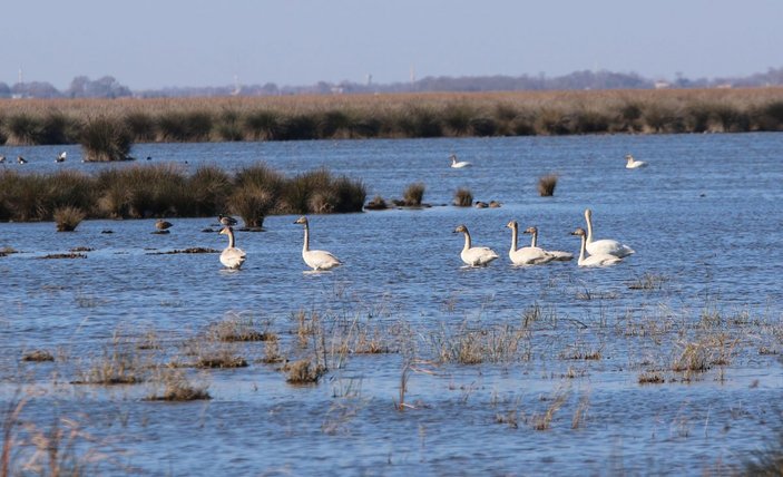 Karadeniz’de, 186 bin 259 su kuşu tespit edildi -5