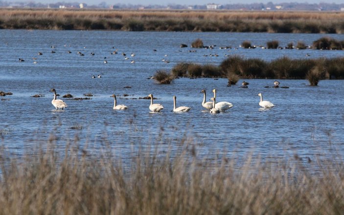 Karadeniz’de, 186 bin 259 su kuşu tespit edildi -2