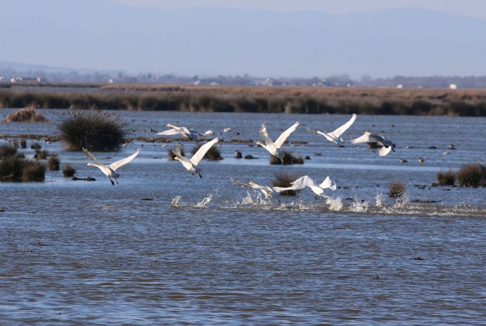 Karadeniz’de, 186 bin 259 su kuşu tespit edildi -3