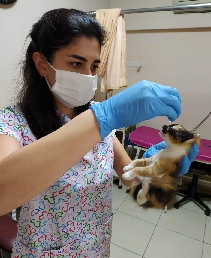 Anne kedi yavrularını doktora getirdi -4
