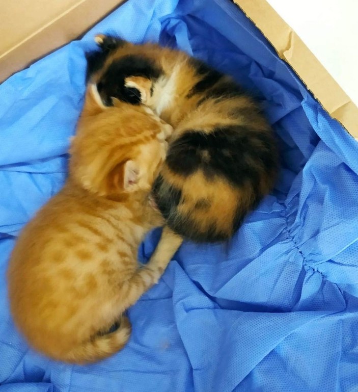 Anne kedi yavrularını doktora getirdi -2