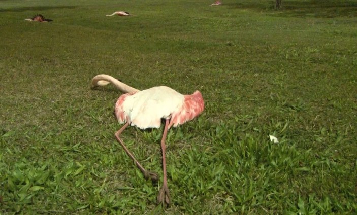 İzmir’de 9 flamingo sahilde ölü bulundu