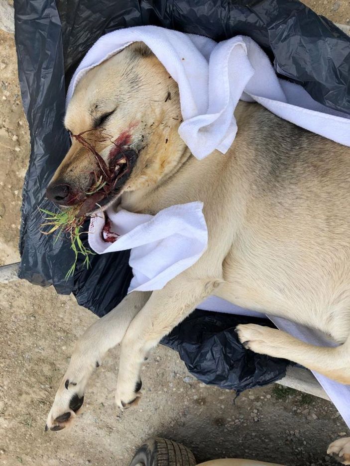 Sokak köpeklerini zehirleyenlerin bulunması için para ödülü koydu -7