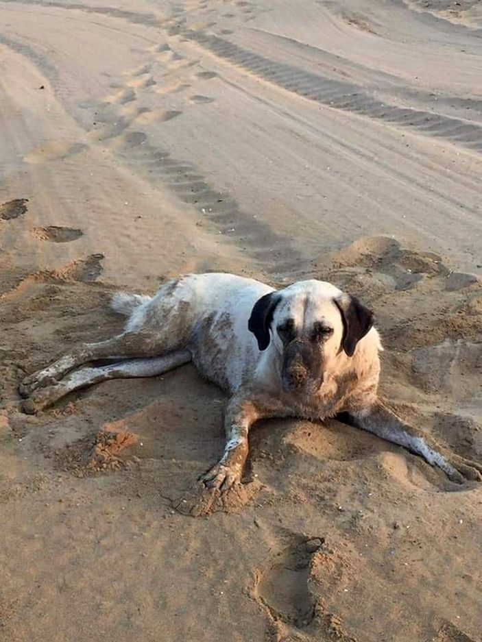 Sokak köpeklerini zehirleyenlerin bulunması için para ödülü koydu -5