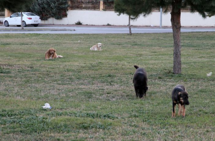 d Sokak köpeklerini zehirleyenlerin bulunması için para ödülü koydu -1