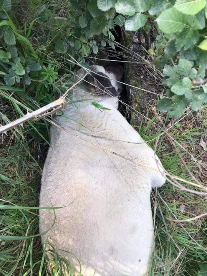Sokak köpeklerini zehirleyenlerin bulunması için para ödülü koydu -6