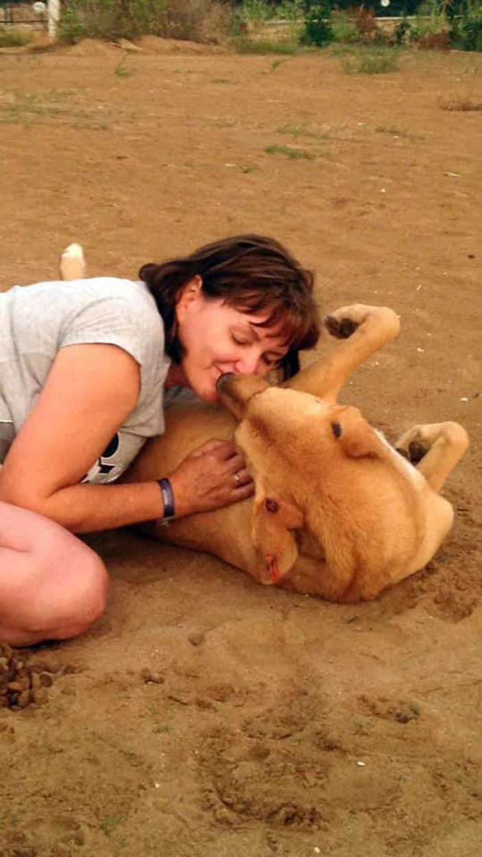 d Sokak köpeklerini zehirleyenlerin bulunması için para ödülü koydu -10