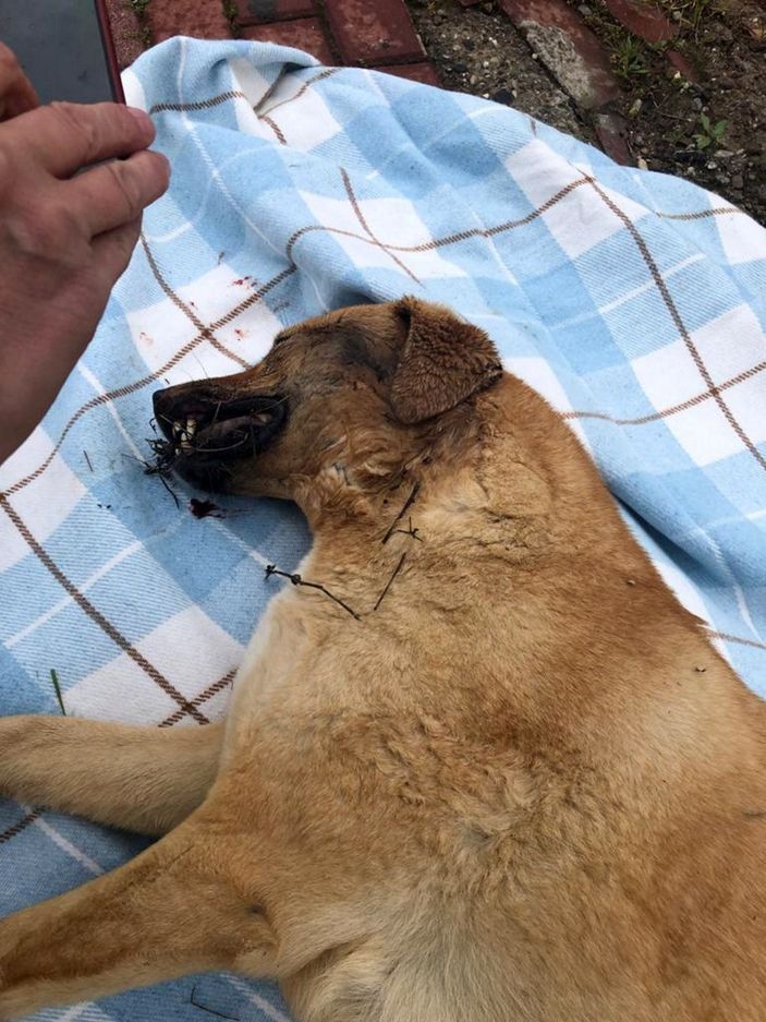 Sokak köpeklerini zehirleyenlerin bulunması için para ödülü koydu -8