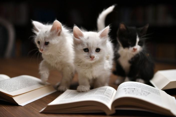 i Bursa'da Kedili Tekke’nin maskotları