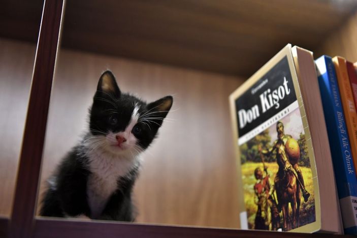 i Bursa'da Kedili Tekke’nin maskotları