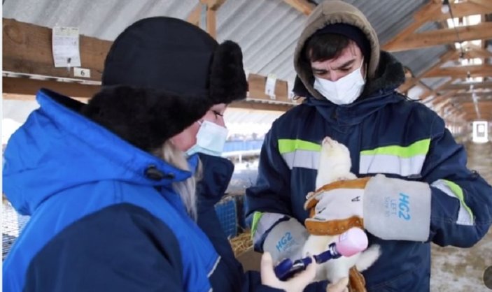 Rusya'da hayvanlar için dünyanın ilk koronavirüs aşısı tescil edildi -1