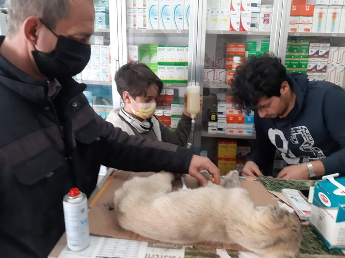 Kulağı ve kuyruğunu kestikleri yavru köpeği ölüme terk ettiler -2