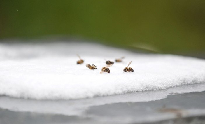 Mevsim normallerinin altındaki sıcaklık nedeniyle arı ölümleri arttı -1