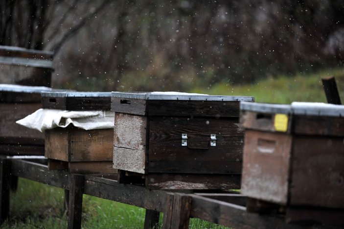 Mevsim normallerinin altındaki sıcaklık nedeniyle arı ölümleri arttı -8