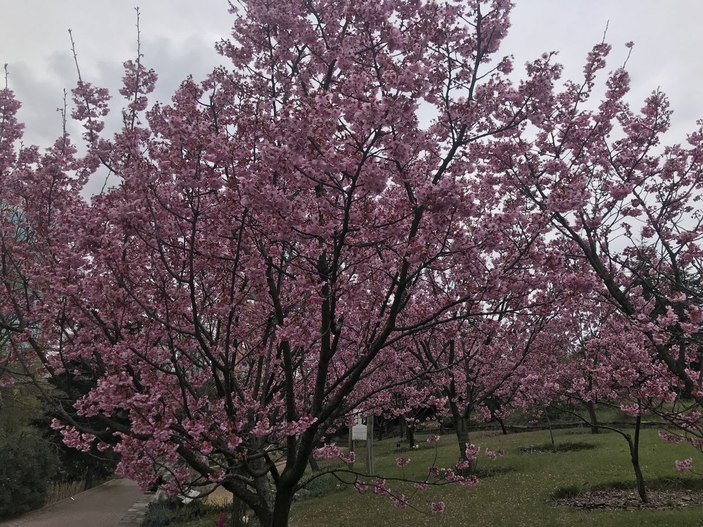 İstanbul'da sakura zamanı  -3