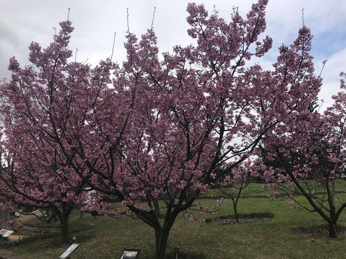 İstanbul'da sakura zamanı  -1