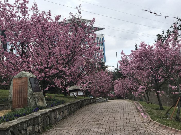 İstanbul'da sakura zamanı  -8