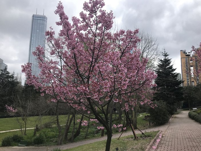 İstanbul'da sakura zamanı  -2