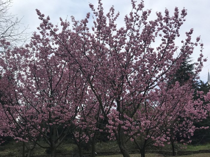 İstanbul'da sakura zamanı  -7