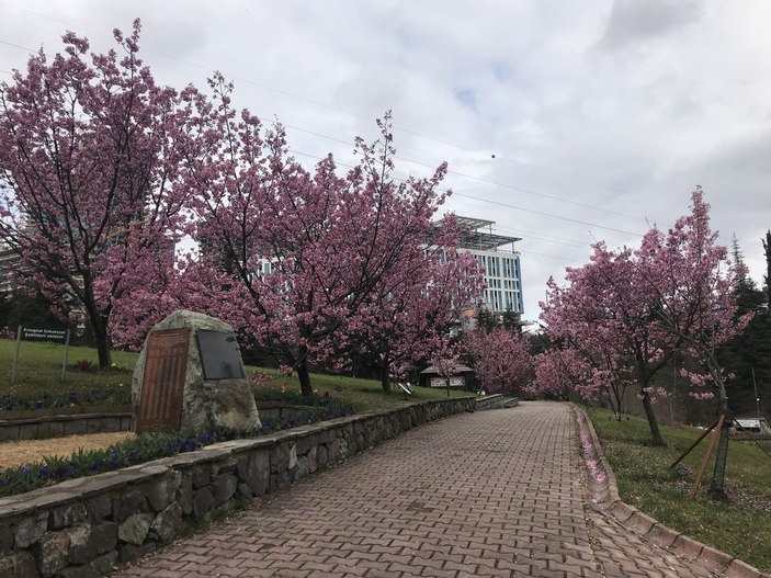 İstanbul'da sakura zamanı  -9