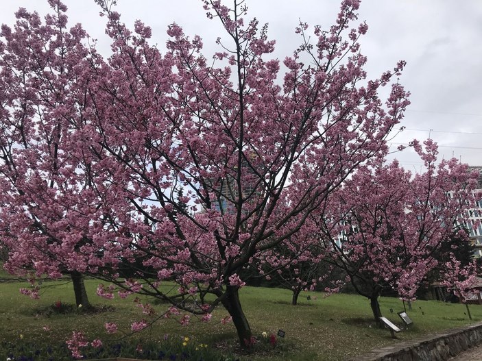 İstanbul'da sakura zamanı  -6